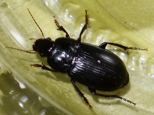 Réf. 240 333 : Harpalus serripes